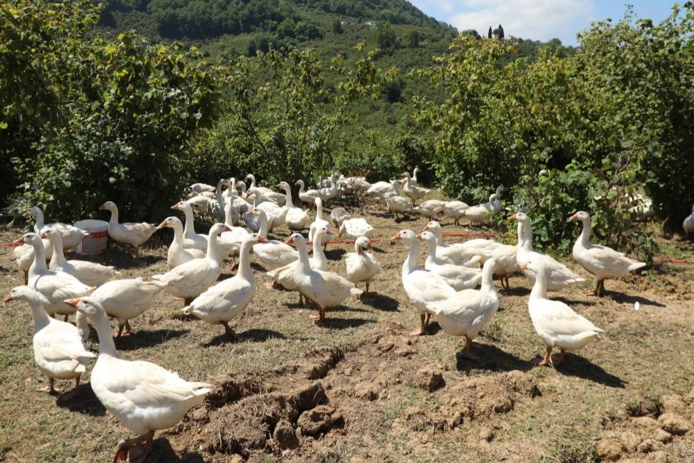 Ordu’da alım garantili kaz yetiştiriciliği üreticiye güven veriyor